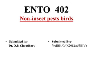 ENTO 402
Non-insect pests birds
• Submitted to:-
Dr. O.P. Chaudhary
• Submitted By:-
VAIBHAV(K2012A53BIV)
 