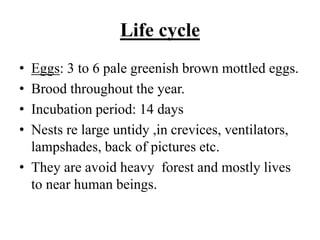 Life cycle
• Eggs: 3 to 6 pale greenish brown mottled eggs.
• Brood throughout the year.
• Incubation period: 14 days
• Nests re large untidy ,in crevices, ventilators,
lampshades, back of pictures etc.
• They are avoid heavy forest and mostly lives
to near human beings.
 