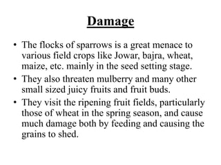 Damage
• The flocks of sparrows is a great menace to
various field crops like Jowar, bajra, wheat,
maize, etc. mainly in the seed setting stage.
• They also threaten mulberry and many other
small sized juicy fruits and fruit buds.
• They visit the ripening fruit fields, particularly
those of wheat in the spring season, and cause
much damage both by feeding and causing the
grains to shed.
 