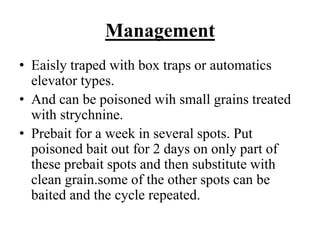 Management
• Eaisly traped with box traps or automatics
elevator types.
• And can be poisoned wih small grains treated
with strychnine.
• Prebait for a week in several spots. Put
poisoned bait out for 2 days on only part of
these prebait spots and then substitute with
clean grain.some of the other spots can be
baited and the cycle repeated.
 