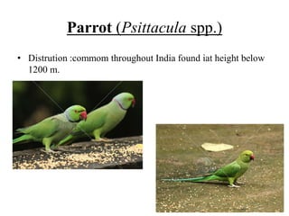 Parrot (Psittacula spp.)
• Distrution :commom throughout India found iat height below
1200 m.
 