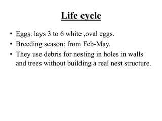 Life cycle
• Eggs: lays 3 to 6 white ,oval eggs.
• Breeding season: from Feb-May.
• They use debris for nesting in holes in walls
and trees without building a real nest structure.
 