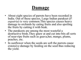 Damage
• About eight species of parrots have been recorded in
India. Out of these species, Large Indian parakeet (P.
eupatria) is very common.This species causes heavy
damage to orchards by eating fruits and also spoiling
the fruits by cutting it with beak.
• The parakeets are among the most wasteful a
destructive birds.They gnaw at and cut into bits all sorts
of near-ripe fruits such as guava,ber, mango, plums,
peaches, etc.
• In sunflower when the seeds are soft the parrots cause
extensive damage by feeding on the seed thus reducing
the yield.
 