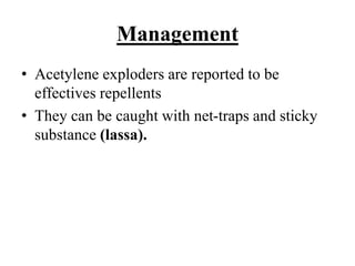 Management
• Acetylene exploders are reported to be
effectives repellents
• They can be caught with net-traps and sticky
substance (lassa).
 