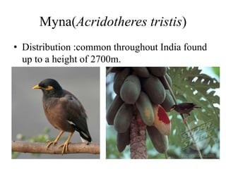 Myna(Acridotheres tristis)
• Distribution :common throughout India found
up to a height of 2700m.
 