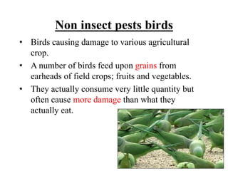Non insect pests birds
• Birds causing damage to various agricultural
crop.
• A number of birds feed upon grains from
earheads of field crops; fruits and vegetables.
• They actually consume very little quantity but
often cause more damage than what they
actually eat.
 