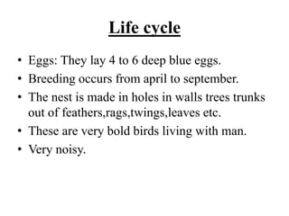 Life cycle
• Eggs: They lay 4 to 6 deep blue eggs.
• Breeding occurs from april to september.
• The nest is made in holes in walls trees trunks
out of feathers,rags,twings,leaves etc.
• These are very bold birds living with man.
• Very noisy.
 
