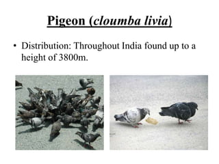 Pigeon (cloumba livia)
• Distribution: Throughout India found up to a
height of 3800m.
 