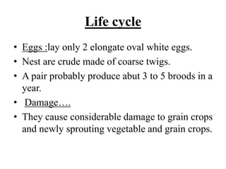 Life cycle
• Eggs :lay only 2 elongate oval white eggs.
• Nest are crude made of coarse twigs.
• A pair probably produce abut 3 to 5 broods in a
year.
• Damage….
• They cause considerable damage to grain crops
and newly sprouting vegetable and grain crops.
 