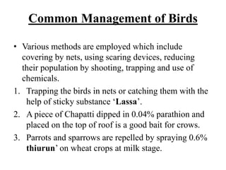 Common Management of Birds
• Various methods are employed which include
covering by nets, using scaring devices, reducing
their population by shooting, trapping and use of
chemicals.
1. Trapping the birds in nets or catching them with the
help of sticky substance ‘Lassa’.
2. A piece of Chapatti dipped in 0.04% parathion and
placed on the top of roof is a good bait for crows.
3. Parrots and sparrows are repelled by spraying 0.6%
thiurun’ on wheat crops at milk stage.
 