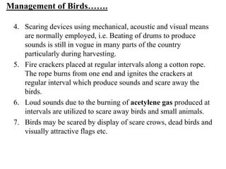 Management of Birds…….
4. Scaring devices using mechanical, acoustic and visual means
are normally employed, i.e. Beating of drums to produce
sounds is still in vogue in many parts of the country
particularly during harvesting.
5. Fire crackers placed at regular intervals along a cotton rope.
The rope burns from one end and ignites the crackers at
regular interval which produce sounds and scare away the
birds.
6. Loud sounds due to the burning of acetylene gas produced at
intervals are utilized to scare away birds and small animals.
7. Birds may be scared by display of scare crows, dead birds and
visually attractive flags etc.
 