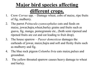 Major bird species affecting
different crops.
1. Crow Corvus spp. – Damage wheat, cobs of maize, ripe fruits
of fig, mulberry.
2. The parrot Psittacula cyanocephalus cuts and feeds on
maize, jowar,bajra,wheat,barley grains and fruits such as
guava, fig, mango, pomegranate etc., (both semi ripened and
ripened fruits are cut and eat leading to fruit drop).
3. The house sparrow – Passer domesticus damages the
earheads of jowar, maize,bajra and soft and fleshy fruits such
as mulberry and fig.
4. The blue rock pigeon Columba livia eats maize,pulses and
groundnut.
5. The yellow throated sparrow causes heavy damage to wheat
and barley.
 