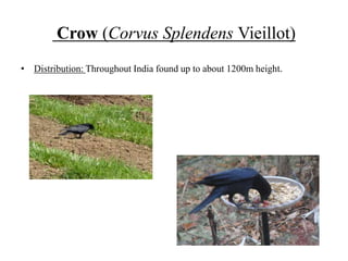 Crow (Corvus Splendens Vieillot)
• Distribution: Throughout India found up to about 1200m height.
 