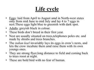 Life cycle
• Eggs: laid from April to August amd in North-west states
only from mid June to mid July and lay 4 to 7 eggs in
nest.These eggs light blue to greenish with dark spot.
• Adults ;greyish black in colour.
• These birds don’t breed in their first year.
• Nest are usually situated on trees,telephones poles etc. and
made by shrubs and trees branches.
• The indian koel invariably lays its eggs in crow’s nests, and
lets the crow incubate them amd raise them with its own
youngs ones.
• They are strong flyer,long distance to field and coming back
to trees roost at night.
• These are bold bird with no fear of human.
 