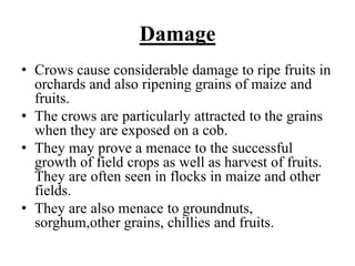 Damage
• Crows cause considerable damage to ripe fruits in
orchards and also ripening grains of maize and
fruits.
• The crows are particularly attracted to the grains
when they are exposed on a cob.
• They may prove a menace to the successful
growth of field crops as well as harvest of fruits.
They are often seen in flocks in maize and other
fields.
• They are also menace to groundnuts,
sorghum,other grains, chillies and fruits.
 