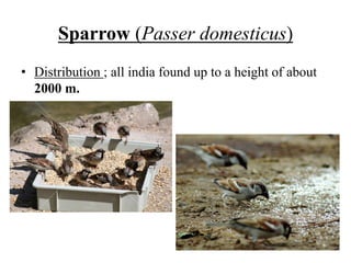 Sparrow (Passer domesticus)
• Distribution ; all india found up to a height of about
2000 m.
 