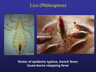 Typhus Vector ENTOMOLOGY MedVet.pdf
