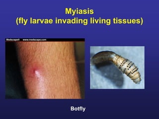 ENTOMOLOGY MedVet.pdf
