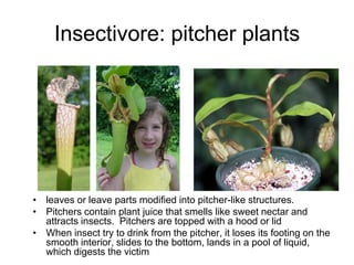 PlantInteractions.pdf