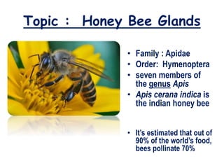 Topic : Honey Bee Glands
• Family : Apidae
• Order: Hymenoptera
• seven members of
the genus Apis
• Apis cerana indica is
the indian honey bee
• It’s estimated that out of
90% of the world’s food,
bees pollinate 70%
 