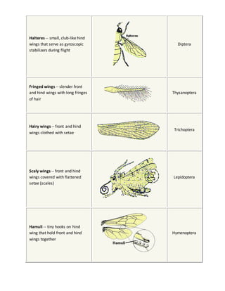 Halteres -- small, club-like hind 
wings that serve as gyroscopic 
stabilizers during flight 
Diptera 
Fringed wings -- slender front 
and hind wings with long fringes 
of hair 
Thysanoptera 
Hairy wings -- front and hind 
wings clothed with setae 
Trichoptera 
Scaly wings -- front and hind 
wings covered with flattened 
setae (scales) 
Lepidoptera 
Hamuli -- tiny hooks on hind 
wing that hold front and hind 
wings together 
Hymenoptera 
 