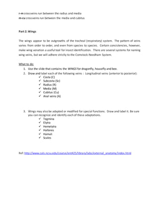 r-m crossveins run between the radius and media 
m-cu crossveins run between the media and cubitus 
Part 2. Wings 
The wings appear to be outgrowths of the tracheal (respiratory) system. The pattern of veins 
varies from order to order, and even from species to species. Certain consistencies, however, 
make wing venation a useful tool for insect identification. There are several systems for naming 
wing veins, but we will adhere strictly to the Comstock-Needham System. 
What to do: 
1. Use the slide that contains the WINGS for dragonfly, housefly and bee. 
2. Draw and label each of the following veins : Longitudinal veins (anterior to posterior): 
 Costa (C) 
 Subcosta (Sc) 
 Radius (R) 
 Media (M) 
 Cubitus (Cu) 
 Anal veins (A) 
3. Wings may also be adapted or modified for special functions. Draw and label it. Be sure 
you can recognize and identify each of these adaptations . 
 Tegmina 
 Elytra 
 Hemelytra 
 Halteres 
 Hamuli 
 Scales 
Ref: http://www.cals.ncsu.edu/course/ent425/library/labs/external_anatomy/index.html 
 
