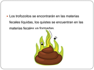  Los trofozoitos se encontrarán en las materias

 fecales líquidas, los quistes se encuentran en las
 materias fecales ya formadas.
 