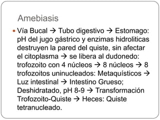Amebiasis
 Vía Bucal  Tubo digestivo  Estomago:
 pH del jugo gástrico y enzimas hidroliticas
 destruyen la pared del quiste, sin afectar
 el citoplasma  se libera al dudonedo:
 trofozoito con 4 núcleos  8 núcleos  8
 trofozoitos uninucleados: Metaquísticos 
 Luz intestinal  Intestino Grueso;
 Deshidratado, pH 8-9  Transformación
 Trofozoito-Quiste  Heces: Quiste
 tetranucleado.
 