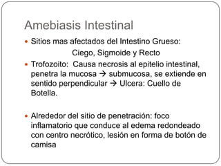 Amebiasis Intestinal
 Sitios mas afectados del Intestino Grueso:
              Ciego, Sigmoide y Recto
 Trofozoito: Causa necrosis al epitelio intestinal,
  penetra la mucosa  submucosa, se extiende en
  sentido perpendicular  Ulcera: Cuello de
  Botella.

 Alrededor del sitio de penetración: foco
 inflamatorio que conduce al edema redondeado
 con centro necrótico, lesión en forma de botón de
 camisa
 