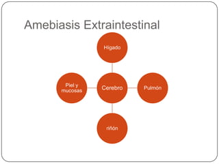 Amebiasis Extraintestinal
                Hígado




       Piel y
      mucosas   Cerebro   Pulmón




                 riñón
 