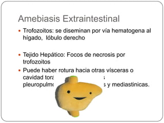 Amebiasis Extraintestinal
 Trofozoitos: se diseminan por vía hematogena al
 hígado, lóbulo derecho

 Tejido Hepático: Focos de necrosis por
  trofozoitos
 Puede haber rotura hacia otras vísceras o
  cavidad torácica  Infecciones
  pleuropulmonares, pericardicas y mediastinicas.
 
