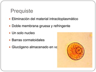 Prequiste
 Eliminación del material intracitoplasmático

 Doble membrana gruesa y refringente

 Un solo nucleo

 Barras cormatoidales

 Glucógeno almacenado en vacuolas
 