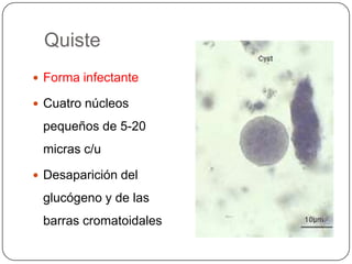 Quiste
 Forma infectante

 Cuatro núcleos

 pequeños de 5-20
 micras c/u

 Desaparición del

 glucógeno y de las
 barras cromatoidales
 
