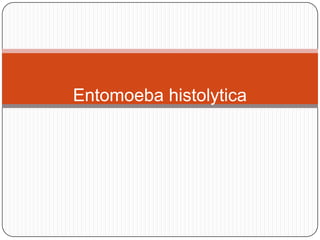 Entomoeba histolytica
 