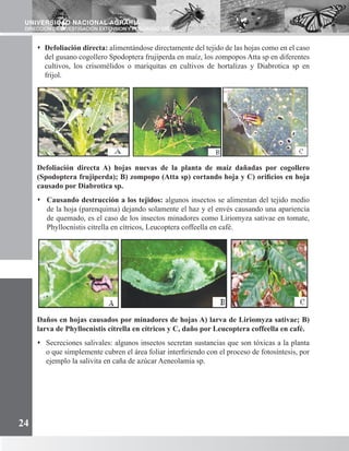 UNIVERSIDAD NACIONAL AGRARIA
DIRECCION DE INVESTIGACION EXTENSION Y POSGRADO (DIEP)
24
s	Defoliación directa: alimentándose directamente del tejido de las hojas como en el caso
del gusano cogollero Spodoptera frujiperda en maíz, los zompopos Atta sp en diferentes
cultivos, los crisomélidos o mariquitas en cultivos de hortalizas y Diabrotica sp en
fríjol.
Defoliación directa A) hojas nuevas de la planta de maíz dañadas por cogollero
(Spodoptera frujiperda); B) zompopo (Atta sp) cortando hoja y C) orificios en hoja
causado por Diabrotica sp.
s	Causando destrucción a los tejidos: algunos insectos se alimentan del tejido medio
de la hoja (parenquima) dejando solamente el haz y el envés causando una apariencia
de quemado, es el caso de los insectos minadores como Liriomyza sativae en tomate,
Phyllocnistis citrella en cítricos, Leucoptera coffeella en café.
Daños en hojas causados por minadores de hojas A) larva de Liriomyza sativae; B)
larva de Phyllocnistis citrella en cítricos y C, daño por Leucoptera coffeella en café.
s	Secreciones salivales: algunos insectos secretan sustancias que son tóxicas a la planta
o que simplemente cubren el área foliar interfiriendo con el proceso de fotosíntesis, por
ejemplo la salivita en caña de azúcar Aeneolamia sp.
 
