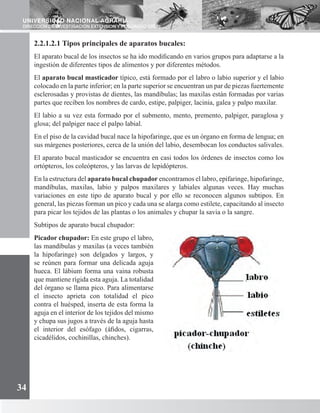 Estilete Insectos Entomología | PDF
