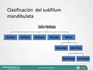 Clasificación del subfilum
mandibulata
ClaseQuilopoda ClaseDiplopoda ClasePauropoda ClaseSymphyla
SubclaseApterigota
DivisiónEndopterigota DivisiónExopterigota
SubclasePterygota
ClaseInsecta
SubfilumMandibulata
JAVIER PALOMÁ HERRERA
 