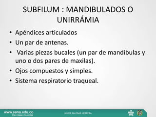 SUBFILUM : MANDIBULADOS O
UNIRRÁMIA
• Apéndices articulados
• Un par de antenas.
• Varias piezas bucales (un par de mandíbulas y
uno o dos pares de maxilas).
• Ojos compuestos y simples.
• Sistema respiratorio traqueal.
JAVIER PALOMÁ HERRERA
 