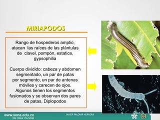 MIRIAPODOS
Rango de hospederos amplio,
atacan las raíces de las plántulas
de clavel, pompón, estatice,
gypsophilia
Cuerpo dividido: cabeza y abdomen
segmentado, un par de patas
por segmento, un par de antenas
móviles y carecen de ojos.
Algunos tienen los segmentos
fusionados y se observan dos pares
de patas, Diplopodos
JAVIER PALOMÁ HERRERA
 
