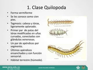 1. Clase Quilopoda
• Forma vermiforme
• Se les conoce como cien
pies.
• Tagmosis: cabeza y tórax,
ligeramente aplanado.
• Primer par de patas del
tórax modificadas en uñas
curvadas, conectadas con
glándulas venenosas.
• Un par de apéndices por
segmento.
• Últimos apéndices
ensanchados y con función
sensorial.
• Hábitat terrestre (húmedo).
JAVIER PALOMÁ HERRERA
 
