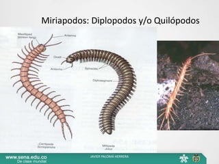 Miriapodos: Diplopodos y/o Quilópodos
JAVIER PALOMÁ HERRERA
 