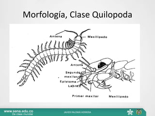 Morfología, Clase Quilopoda
JAVIER PALOMÁ HERRERA
 