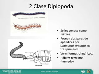 2 Clase Diplopoda
• Se les conoce como
milpiés.
• Poseen dos pares de
apéndices por
segmento, excepto los
tres primeros.
• Vermiformes cilíndricos.
• Hábitat terrestre
(húmedo).
JAVIER PALOMÁ HERRERA
 