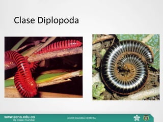 Clase Diplopoda
JAVIER PALOMÁ HERRERA
 