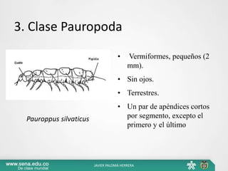 3. Clase Pauropoda
• Vermiformes, pequeños (2
mm).
• Sin ojos.
• Terrestres.
• Un par de apéndices cortos
por segmento, excepto el
primero y el último
Pauroppus silvaticus
JAVIER PALOMÁ HERRERA
 