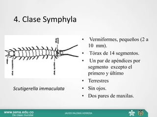 4. Clase Symphyla
• Vermiformes, pequeños (2 a
10 mm).
• Tórax de 14 segmentos.
• Un par de apéndices por
segmento excepto el
primero y último
• Terrestres
• Sin ojos.
• Dos pares de maxilas.
Scutigerella immaculata
JAVIER PALOMÁ HERRERA
 
