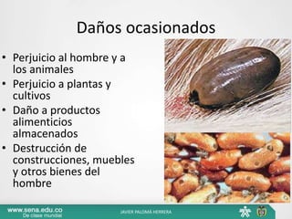 Daños ocasionados
• Perjuicio al hombre y a
los animales
• Perjuicio a plantas y
cultivos
• Daño a productos
alimenticios
almacenados
• Destrucción de
construcciones, muebles
y otros bienes del
hombre
JAVIER PALOMÁ HERRERA
 
