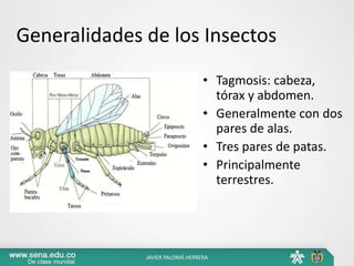 Generalidades de los Insectos
• Tagmosis: cabeza,
tórax y abdomen.
• Generalmente con dos
pares de alas.
• Tres pares de patas.
• Principalmente
terrestres.
JAVIER PALOMÁ HERRERA
 