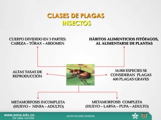 CLASES DE PLAGAS
INSECTOS
ALTAS TASAS DE
REPRODUCCIÓN
CUERPO DIVIDIDO EN 3 PARTES:
CABEZA – TÓRAX – ABDOMEN
16.000 ESPECIES SE
CONSIDERAN PLAGAS
600 PLAGAS GRAVES
METAMORFOSIS INCOMPLETA
(HUEVO – NINFA – ADULTO)
METAMORFOSIS COMPLETA
(HUEVO – LARVA – PUPA – ADULTO)
HÁBITOS ALIMENTICIOS FITÓFAGOS,
AL ALIMENTARSE DE PLANTAS
JAVIER PALOMÁ HERRERA
 
