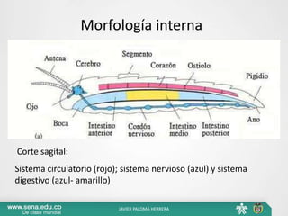 Morfología interna
Corte sagital:
Sistema circulatorio (rojo); sistema nervioso (azul) y sistema
digestivo (azul- amarillo)
JAVIER PALOMÁ HERRERA
 